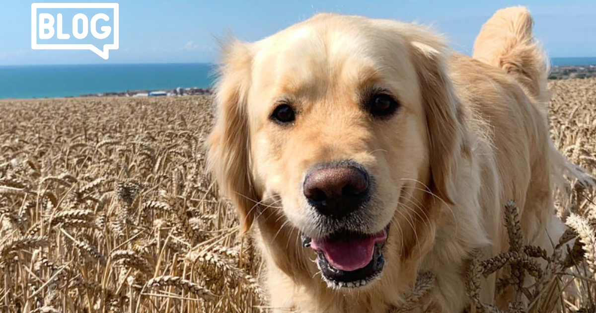 Waarom Graanvrij honden of kattenvoer?