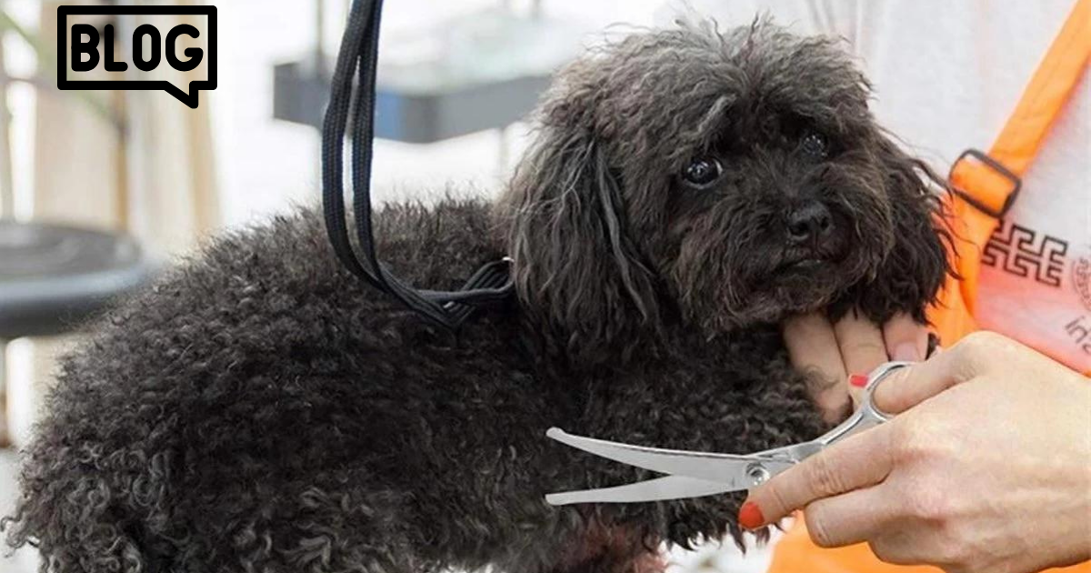 Hoe kies je de juiste trimschaar?