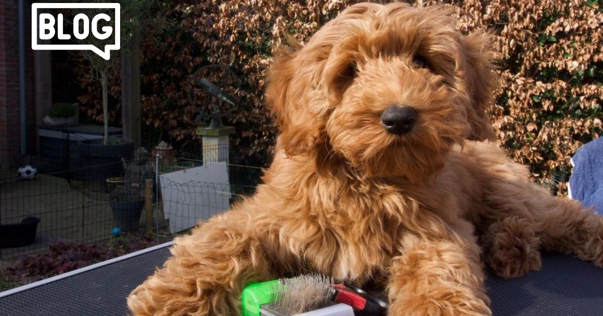 Waarom graanvrij honden of kattenvoer?