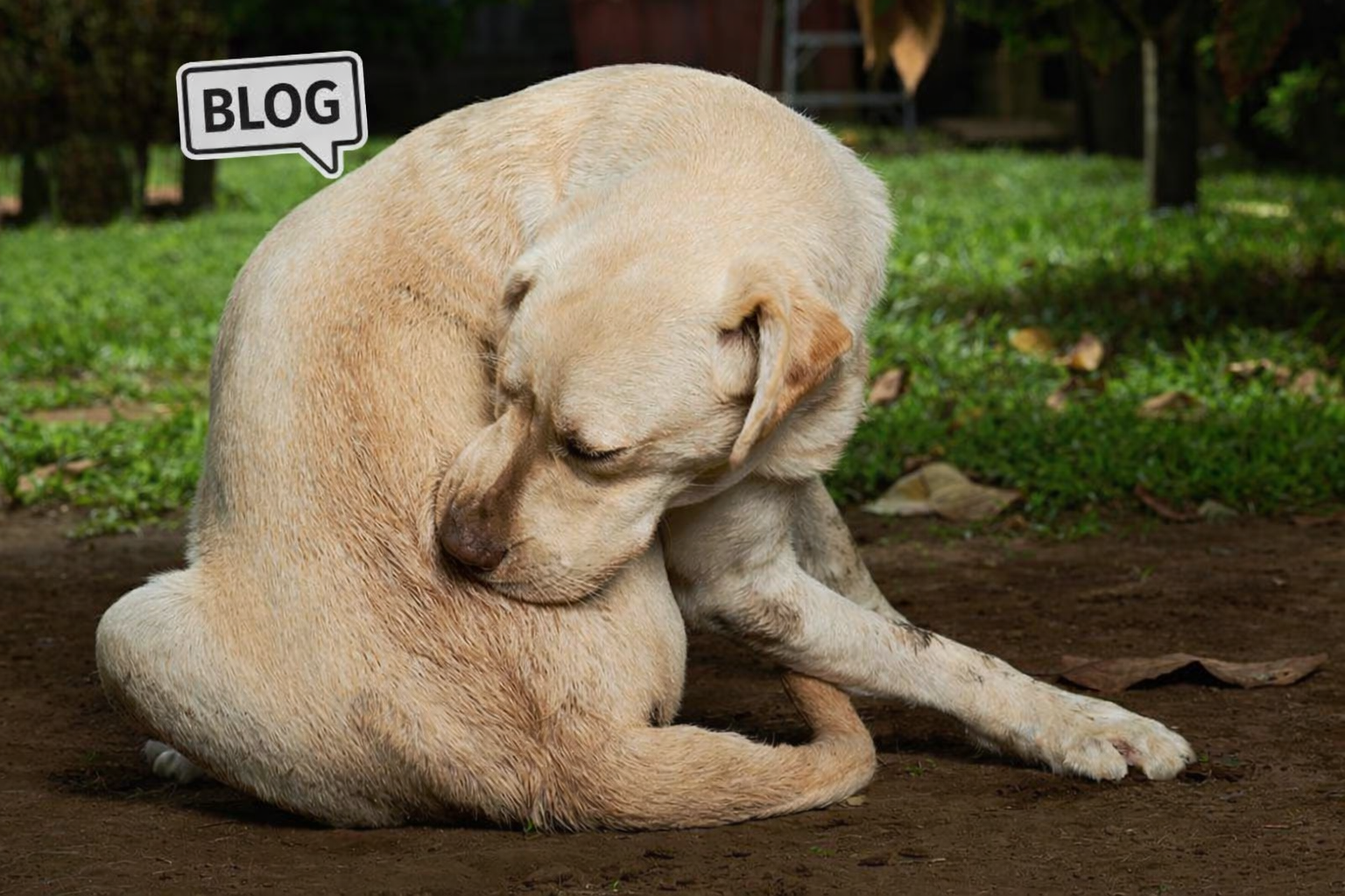 Hond krabt zichzelf in de tuin